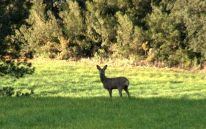 Flora y Fauna autoctona en el Alto Turia, Un corzo paseando cerca de los excursionistas