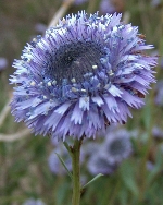 Fotografia de Flor ... Fotografias en Benagéber